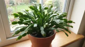 Cactus di Natale in vaso con boccioli, posizionato su un davanzale interno