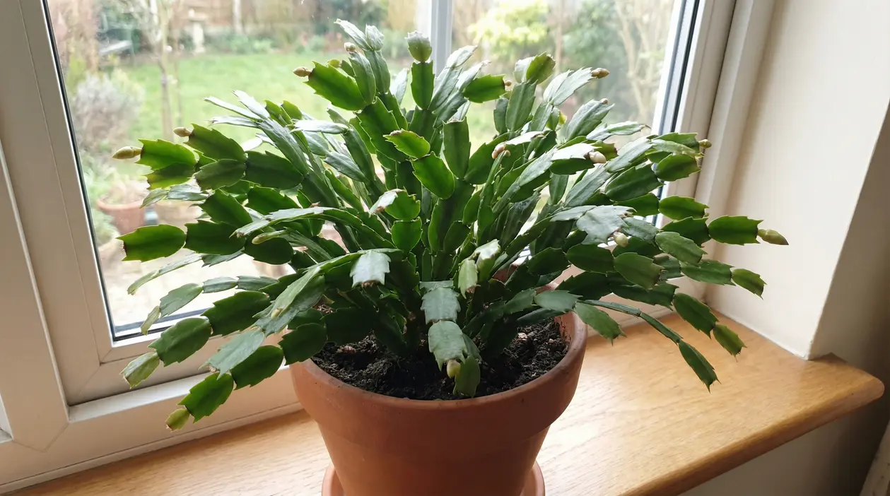 Cactus di Natale in vaso con boccioli, posizionato su un davanzale interno