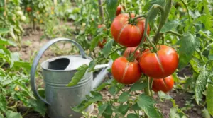 Pomodori maturi spaccati su una pianta nell'orto accanto a un annaffiatoio