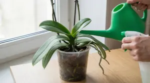 Orchidea in vaso trasparente vicino a una finestra mentre una persona la innaffia con un annaffiatoio verde