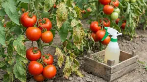 Piante di pomodoro con foglie ingiallite e spruzzino per trattamento naturale contro la peronospora nell’orto