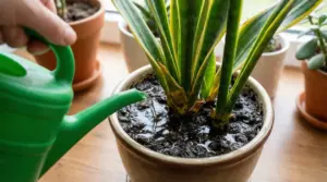 Annaffiatura eccessiva di una sansevieria in vaso su davanzale