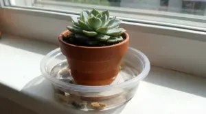 Pianta grassa in vaso di terracotta appoggiata in una ciotola con acqua per irrigazione dal basso vicino a una finestra