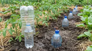 Bottiglie di plastica usate come sistema di irrigazione in un orto biologico