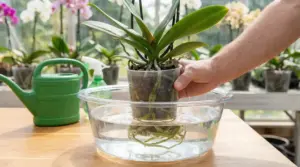 Una mano immerge un'orchidea in vaso trasparente in una bacinella d'acqua per l'irrigazione