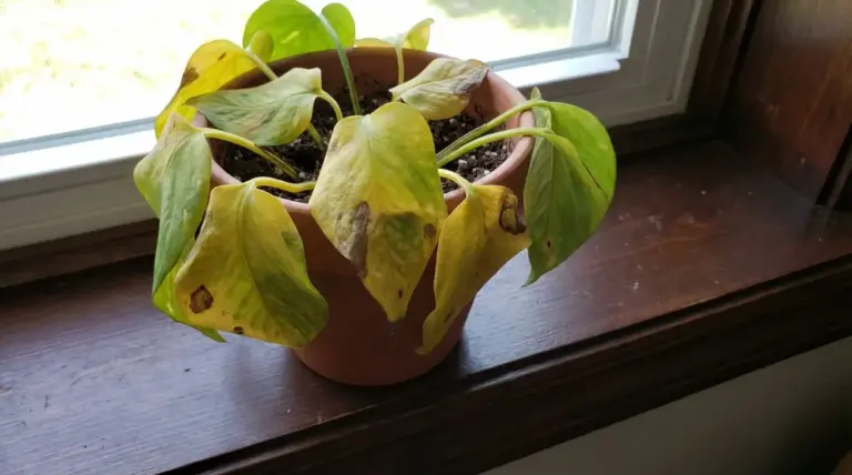 Pothos in vaso sul davanzale con foglie ingiallite e macchie marroni vicino alla finestra