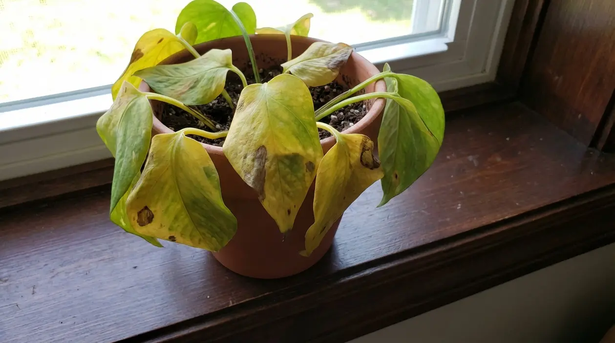 Pothos in vaso sul davanzale con foglie ingiallite e macchie marroni vicino alla finestra