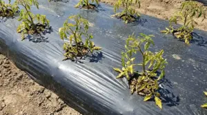 Piante nell’orto su telo di pacciamatura in plastica nera con foglie ingiallite e crescita stentata
