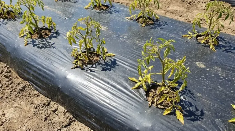 Piante nell’orto su telo di pacciamatura in plastica nera con foglie ingiallite e crescita stentata