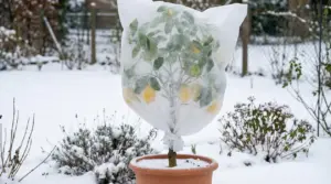 Pianta di limone in vaso coperta con tessuto non tessuto per proteggerla dal gelo, con neve nel giardino