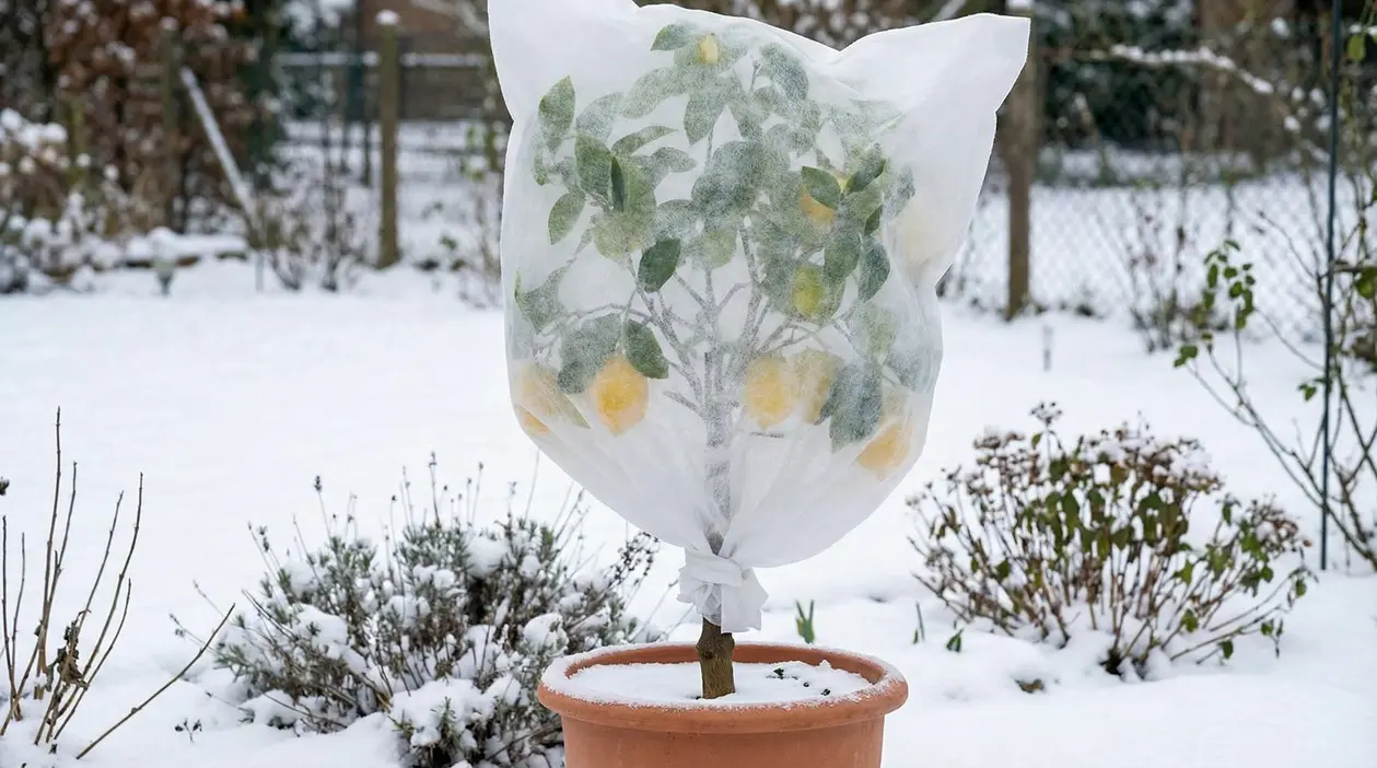 Pianta di limone in vaso coperta con tessuto non tessuto per proteggerla dal gelo, con neve nel giardino