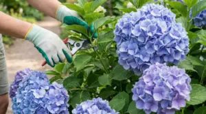 Persona con guanti che pota un ramo di ortensia con cesoie vicino a grandi fiori blu in giardino