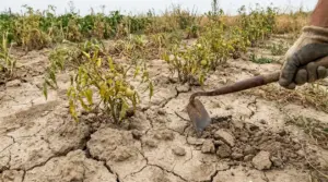 Piante di pomodoro ingiallite in un orto con terreno secco e crepato, una mano con zappa smuove la terra