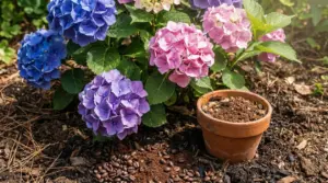 Ortensie blu, rosa e viola in giardino con vaso di terracotta e fondi di caffè sul terreno