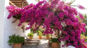 Bouganville fucsia in piena fioritura che ricopre un portico e una terrazza con sedie a sdraio e vasi