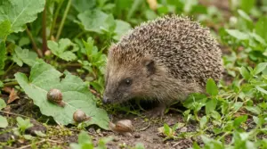 Riccio in un giardino osserva delle lumache su foglie verdi