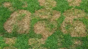 Prato con chiazze secche e ingiallite tra zone di erba verde, segno di stress idrico o problemi del suolo