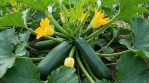 Pianta di zucchine nell’orto con frutti verdi e fiori gialli, pronta per un raccolto abbondante